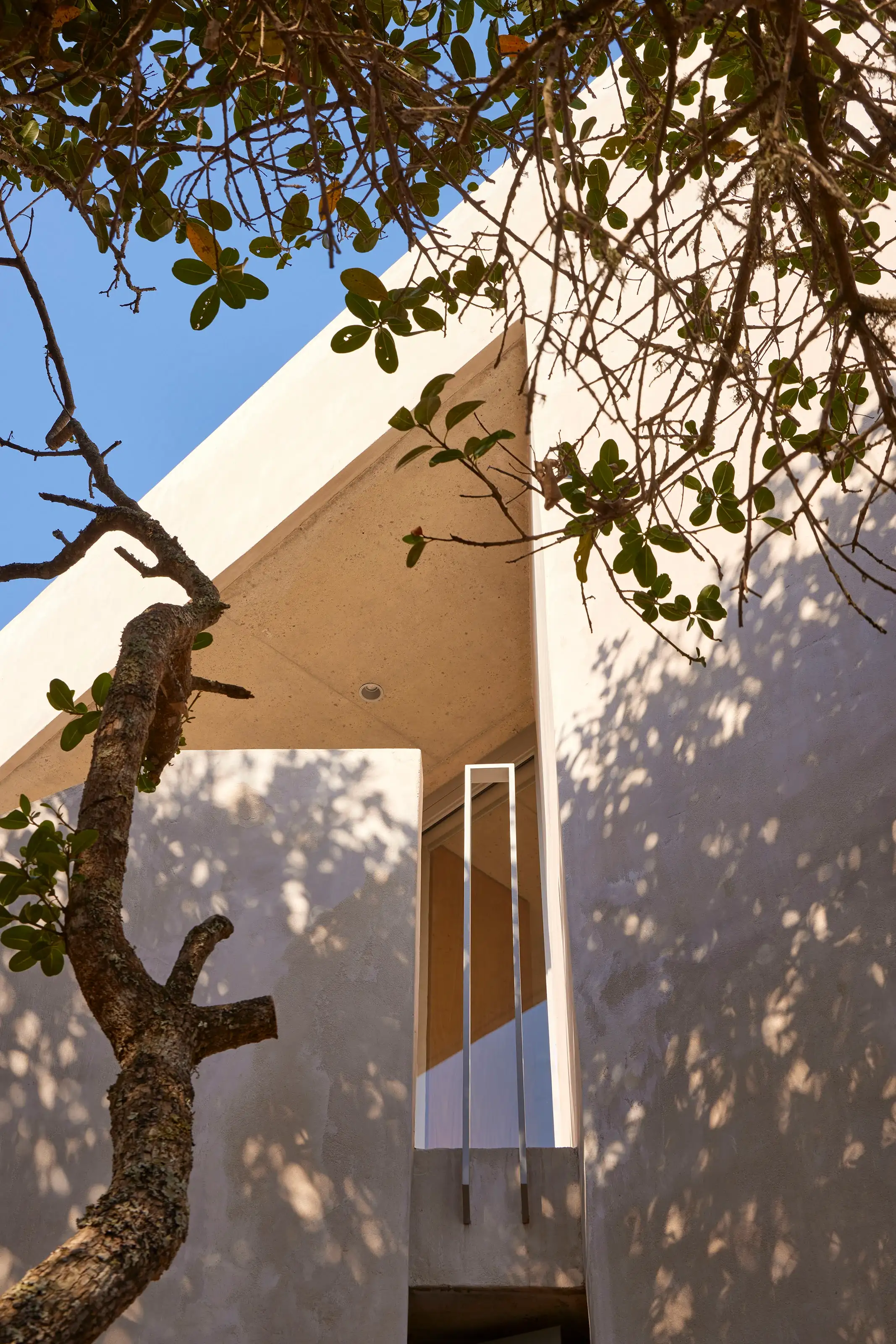 Upward view of a modern concrete building facade with tree branches and leaves framing the scene.