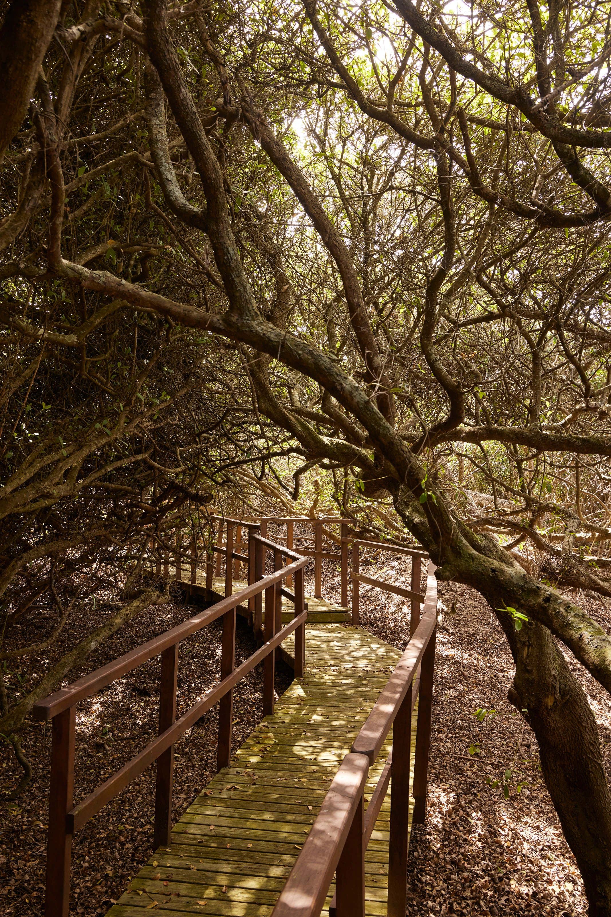 Wooden boardwalk winding through dense trees with sunlight filtering through the branches.