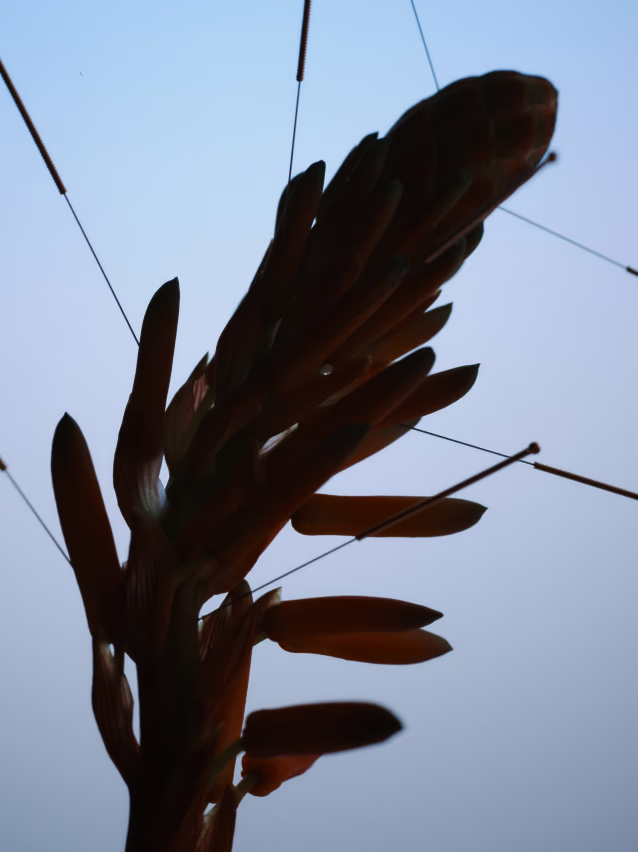 Séance d'acupuncture capillaire sur une plante. Approche naturelle pour la santé du cuir chevelu.