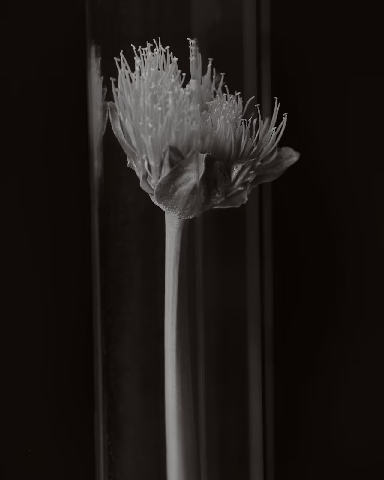 Photographie sépia en studio d'une fleur d'ail d'ornement avec de longues étamines sur fond noir.