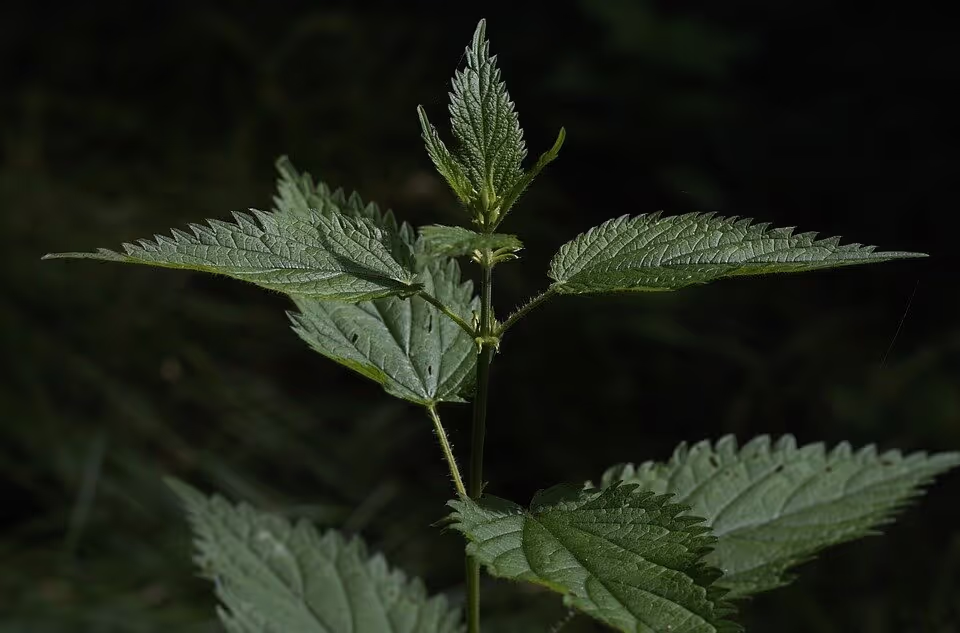 Feuilles d'ortie piquante (Urtica dioica) en gros plan sur fond sombre, plante médicinale pour la santé capillaire.