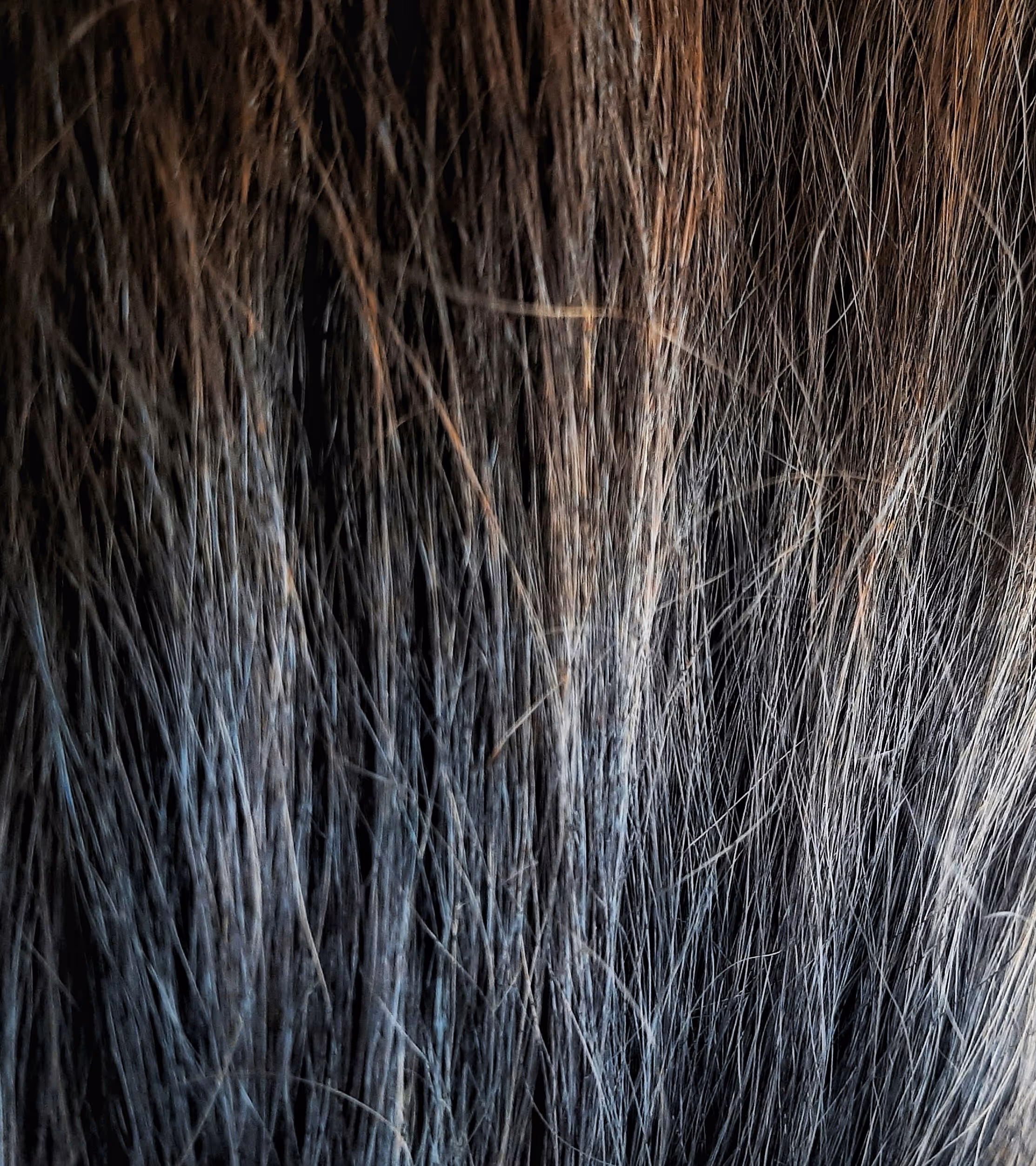 Plan rapproché sur une chevelure brune dense illustrant le volume capillaire.