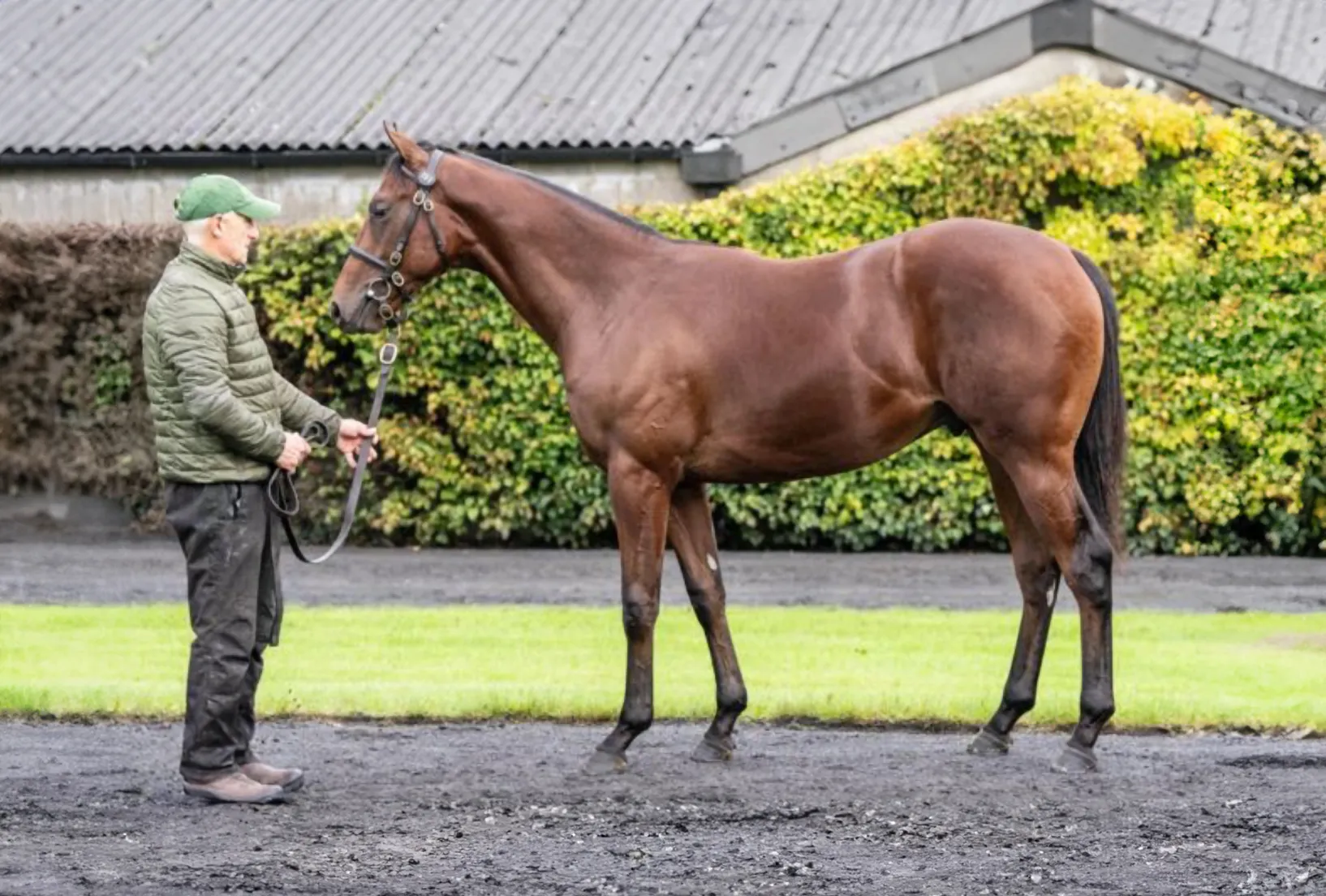 Calyx Syndicate Racehorse Shares available 
