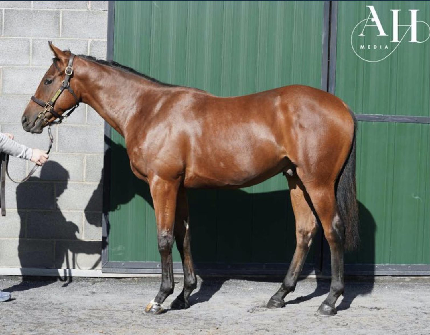 Space Blues Racehorse Syndicate Shares