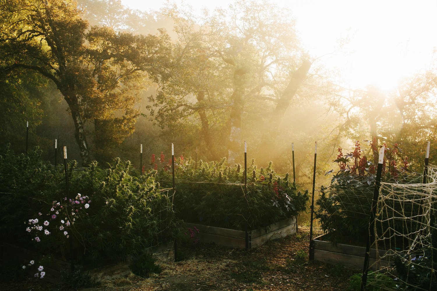 Pictured is Moon Made cannabis farm, a sun+earth certified grower of sustainable weed. This image shows a dreamy field of fog and flowers that surrounds the marijuana plants in Humboldt County, California.