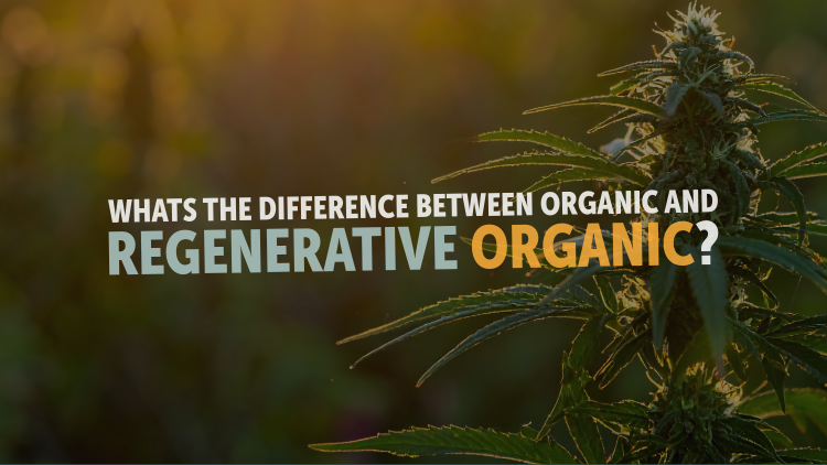 Learn the key differences between organic and regenerative organic cannabis farming. Discover how Sun+Earth Certified verifies pesticide-free, sungrown cannabis that protects soil, farmers, and communities.