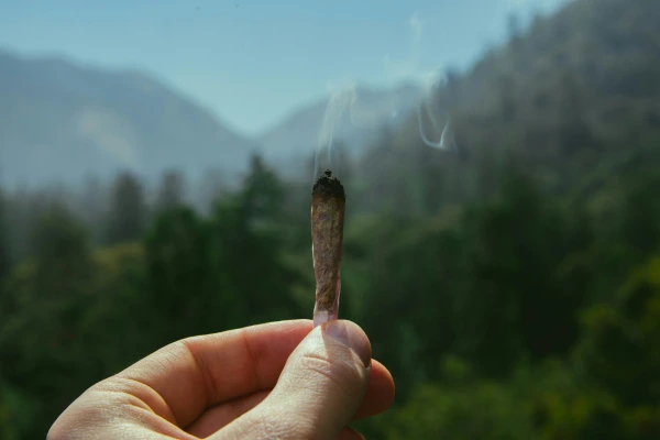 hand holding lit cannabis terepenes joint with smoke rising against misty mountain forest backdrop