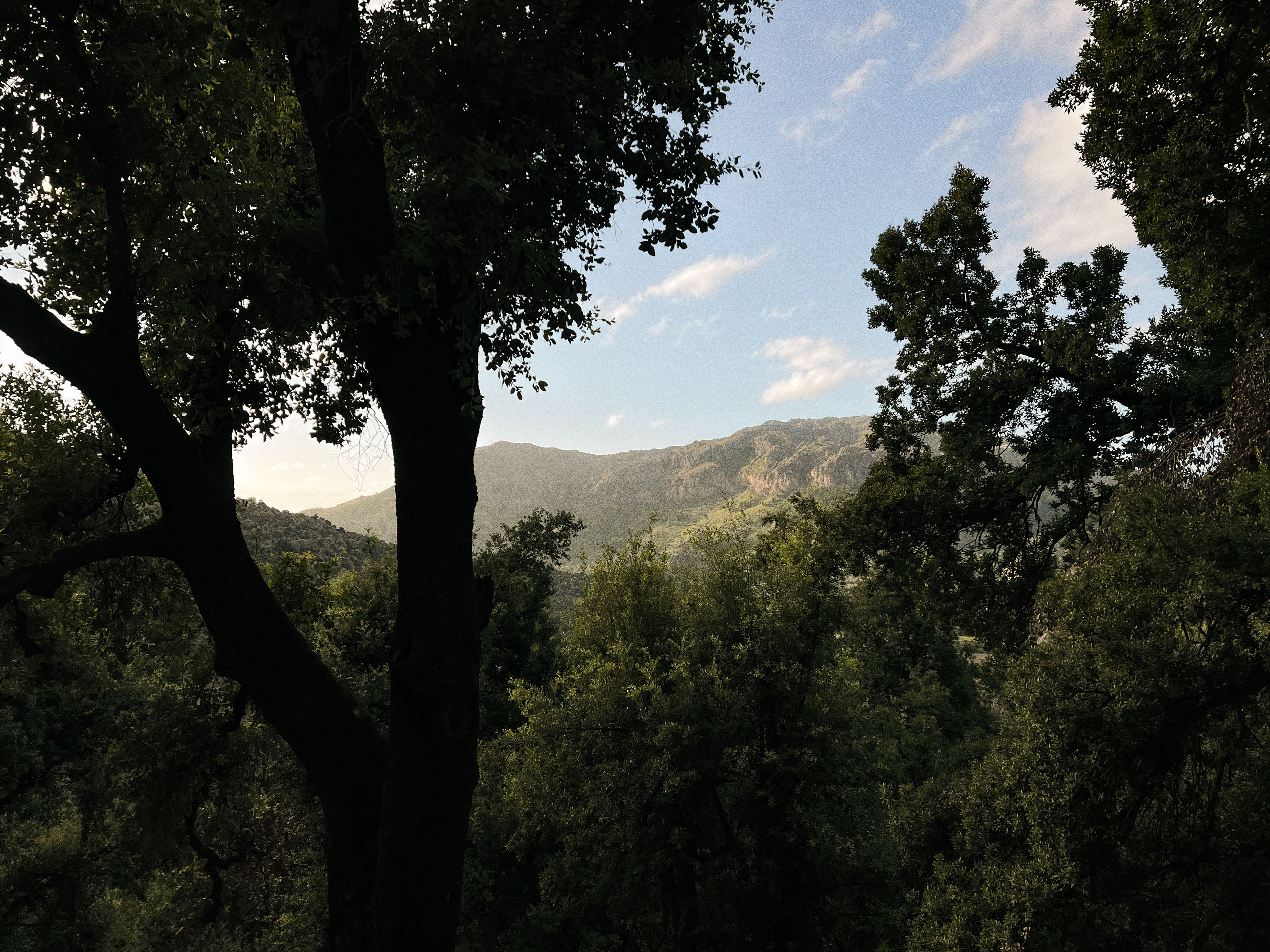     View through Mediterranean forest towards the Serra de Tramuntana mountains near Santuari de Lluc, Mallorca.