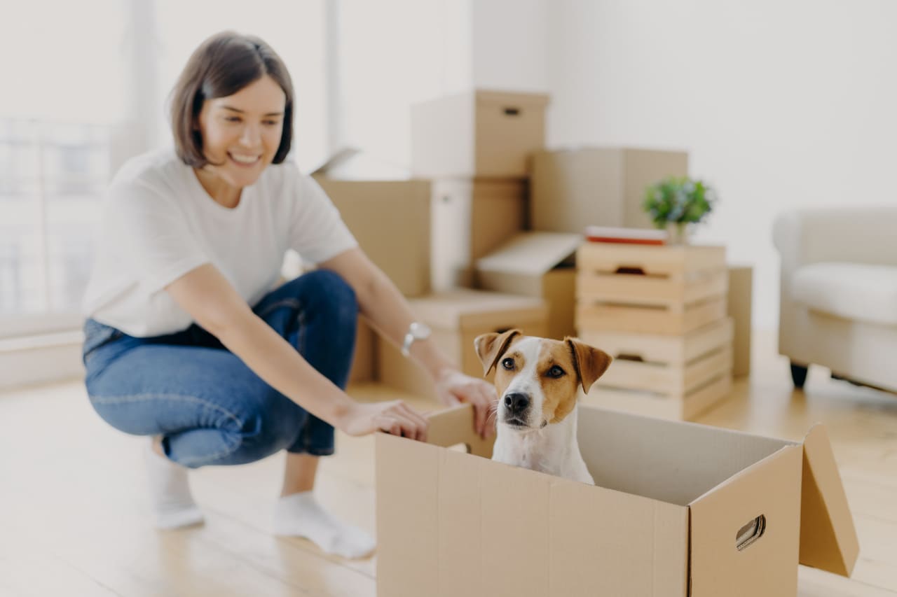 Main image for Affinity Moving blog: Moving with Pets: How to Relocate Your Furry Friends Stress-Free.