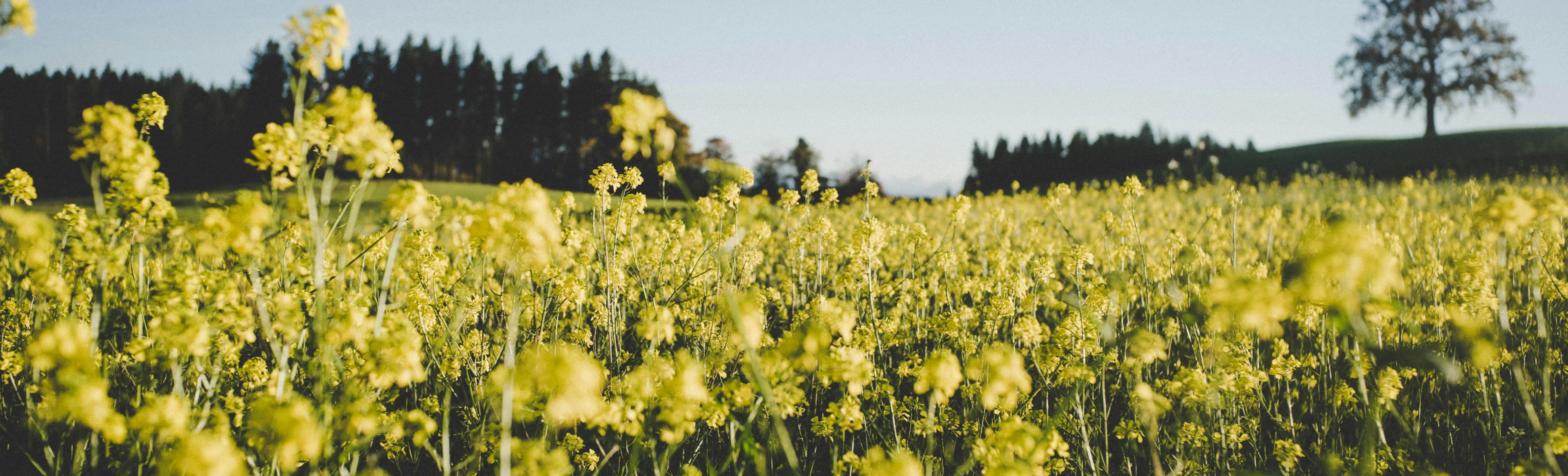 Rapswiese