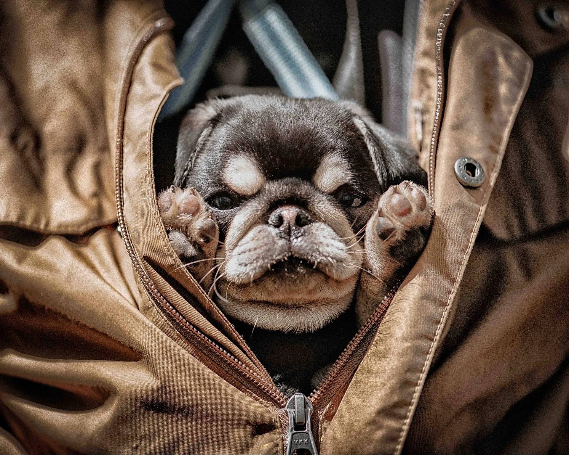 Close-up of a puppy peeking out from jacket during Shutterpix Photography pet shoot