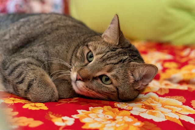 __wf_reserved_inherit