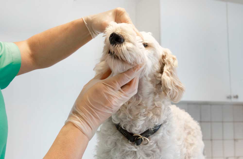 Veterinär Höllviken/Ljunghusen bild