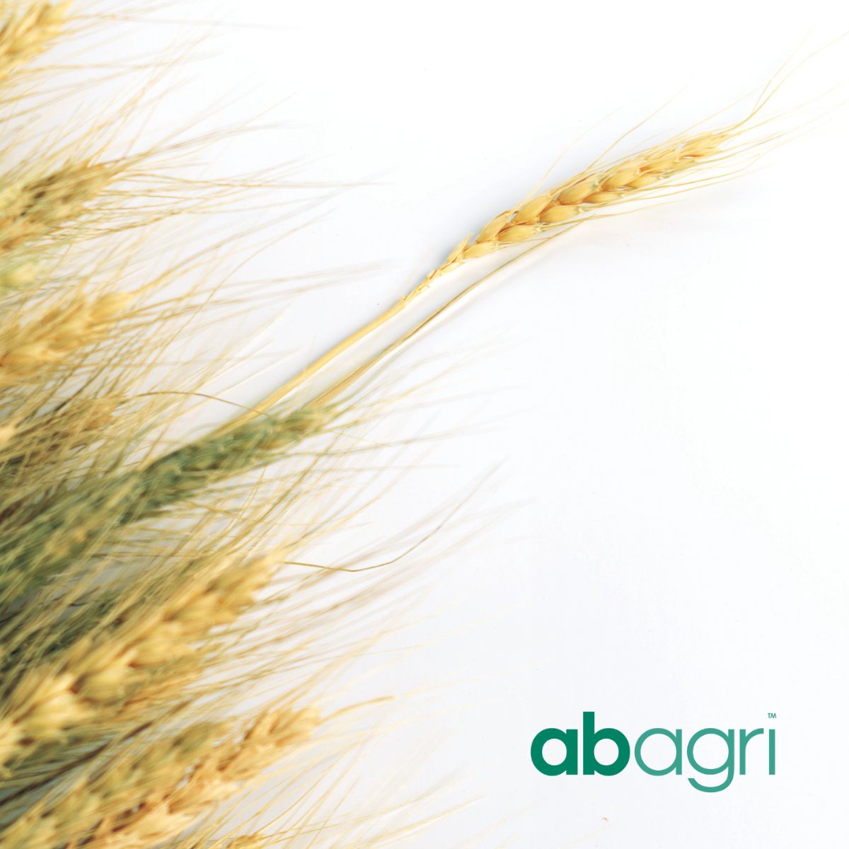 QLM Search works in partnership with AB Agri to appoint a CFO