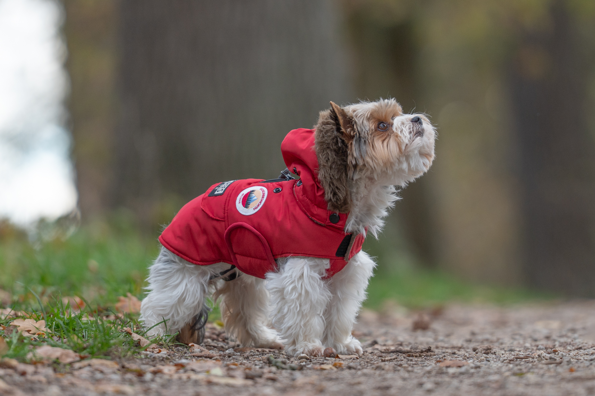 Winter Dog Coats 2026: Warm, Dry and Ready for Every Walk