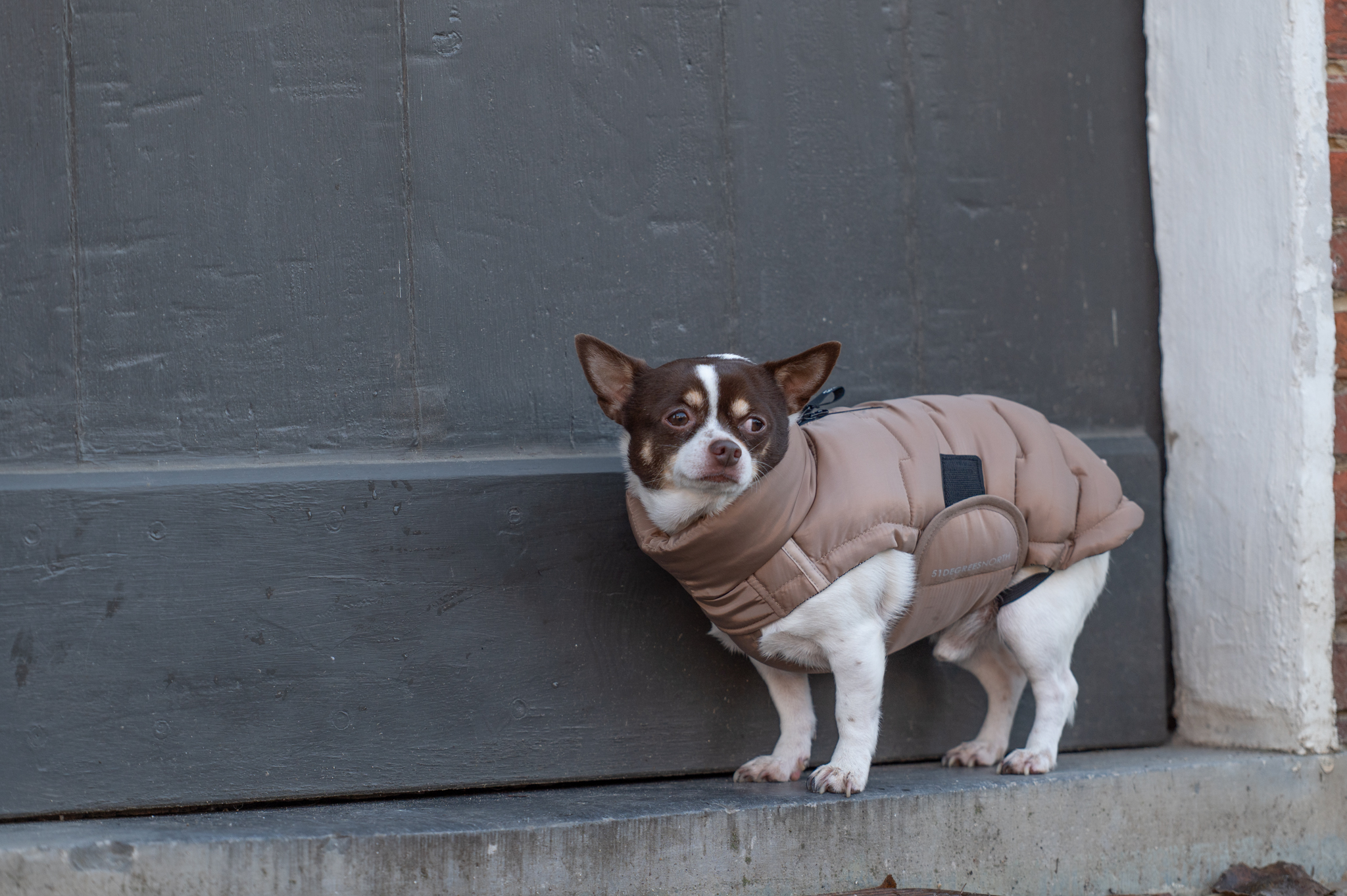 Chihuahua wearing a beige padded winter coat by 51 Degrees North