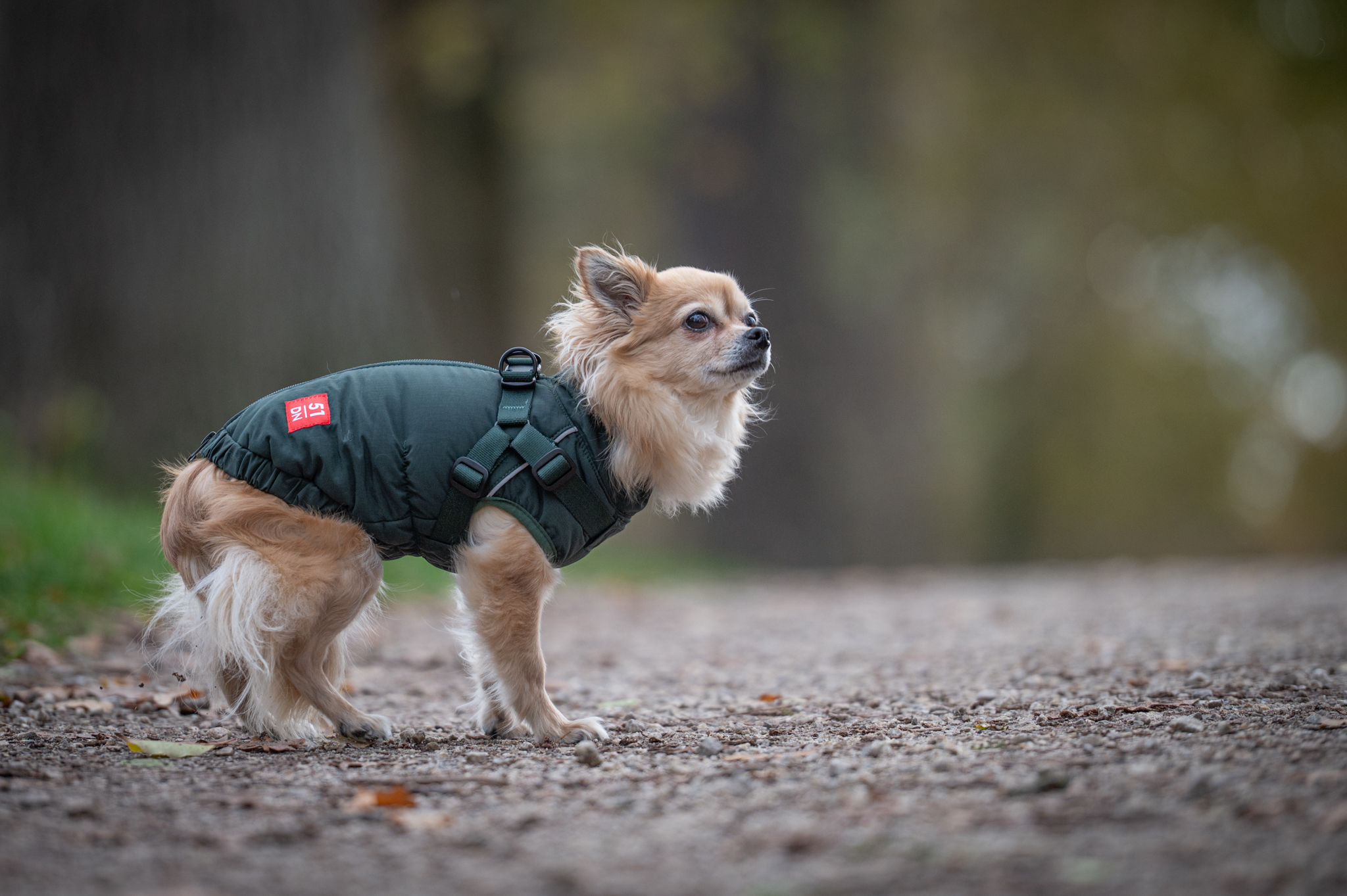 Long-haired chihuahua in a green harness coat on a forest path