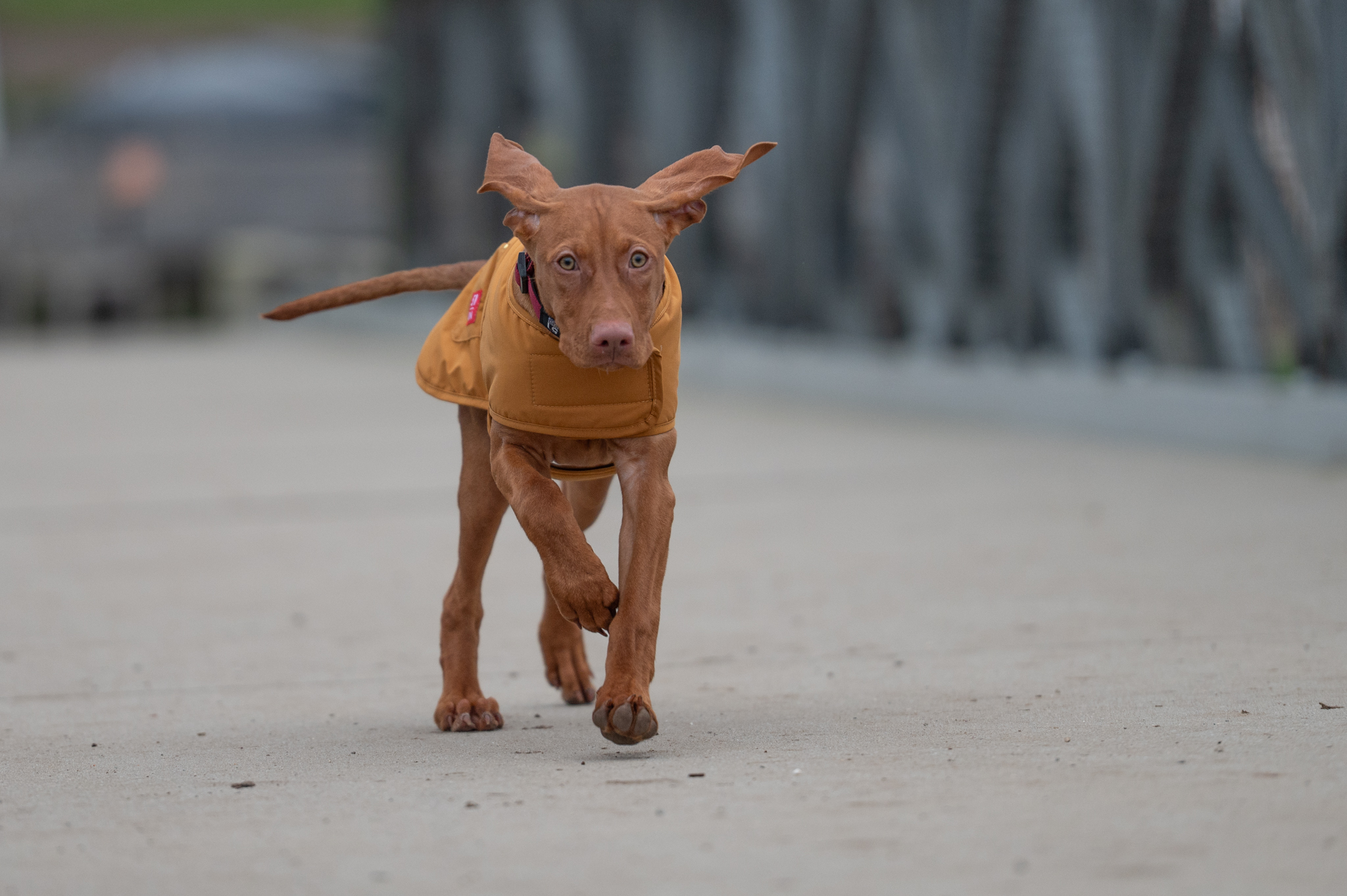 Vizsla running in a mustard 51 Degrees North winter coat