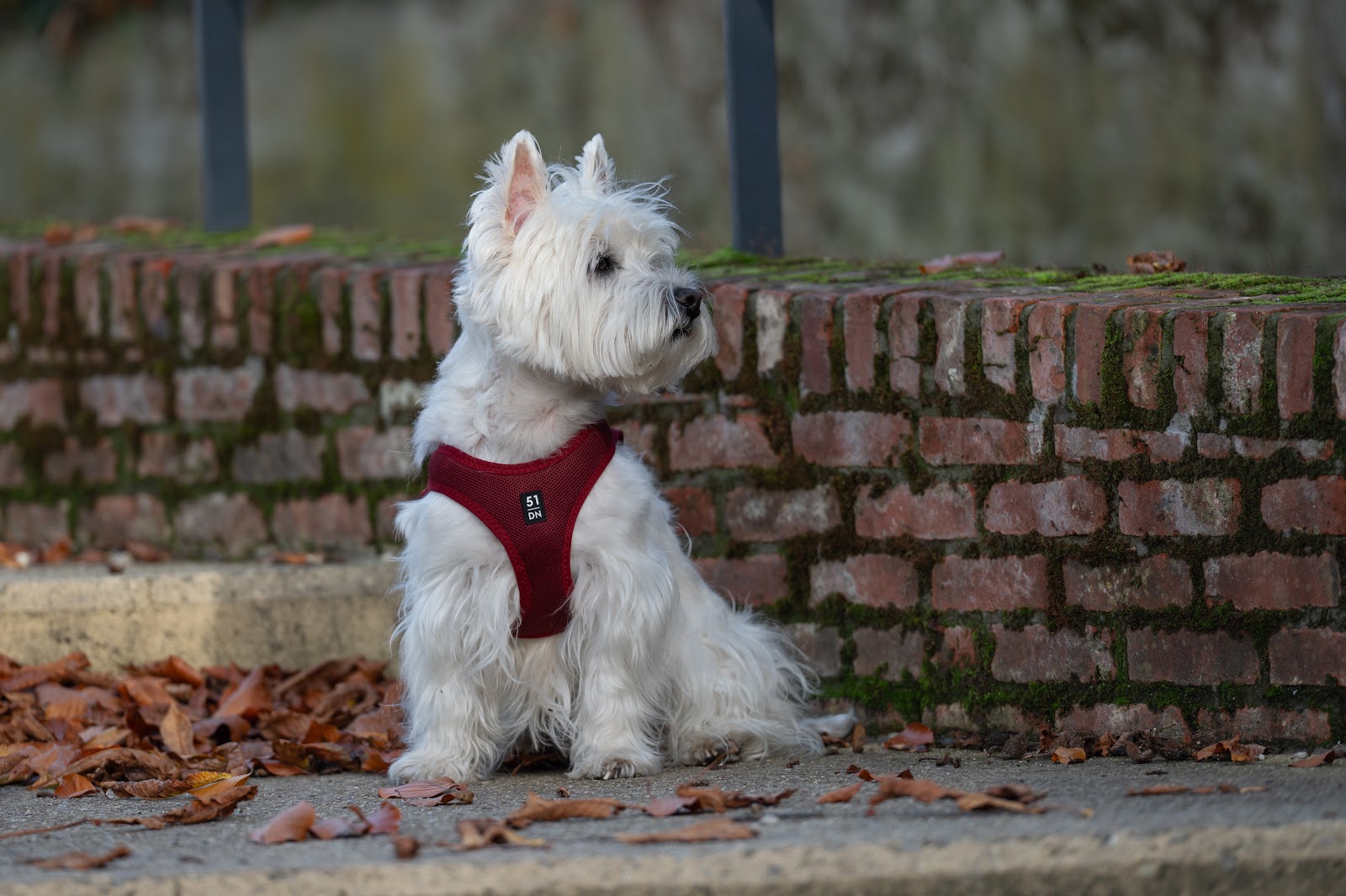 Wanderful Breeze Harness