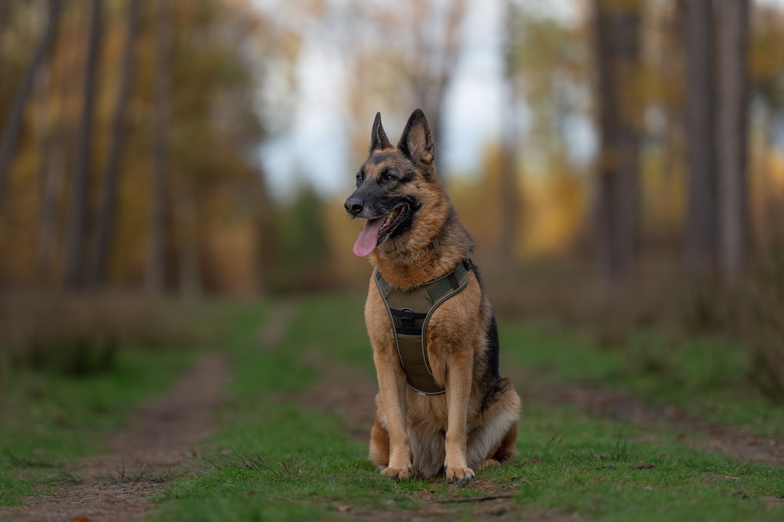 Wanderful Trail Harness