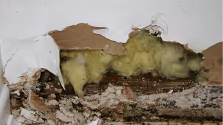 Residential mold damage remediation services