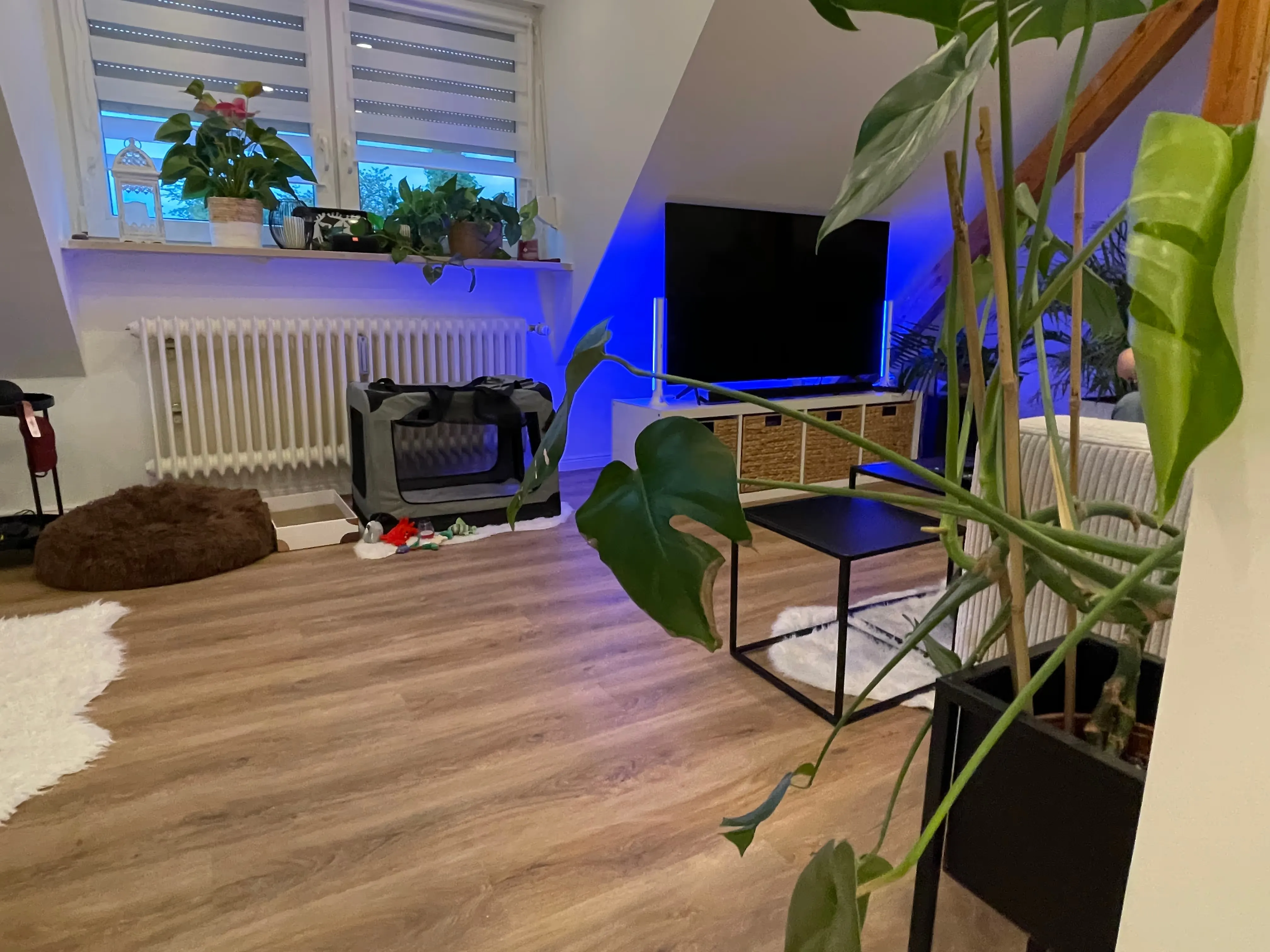 Gemütliches Wohnzimmer mit Holzfußboden, großer Pflanze im Vordergrund, Fernseher mit blauer LED-Beleuchtung und mehreren Zimmerpflanzen auf der Fensterbank.