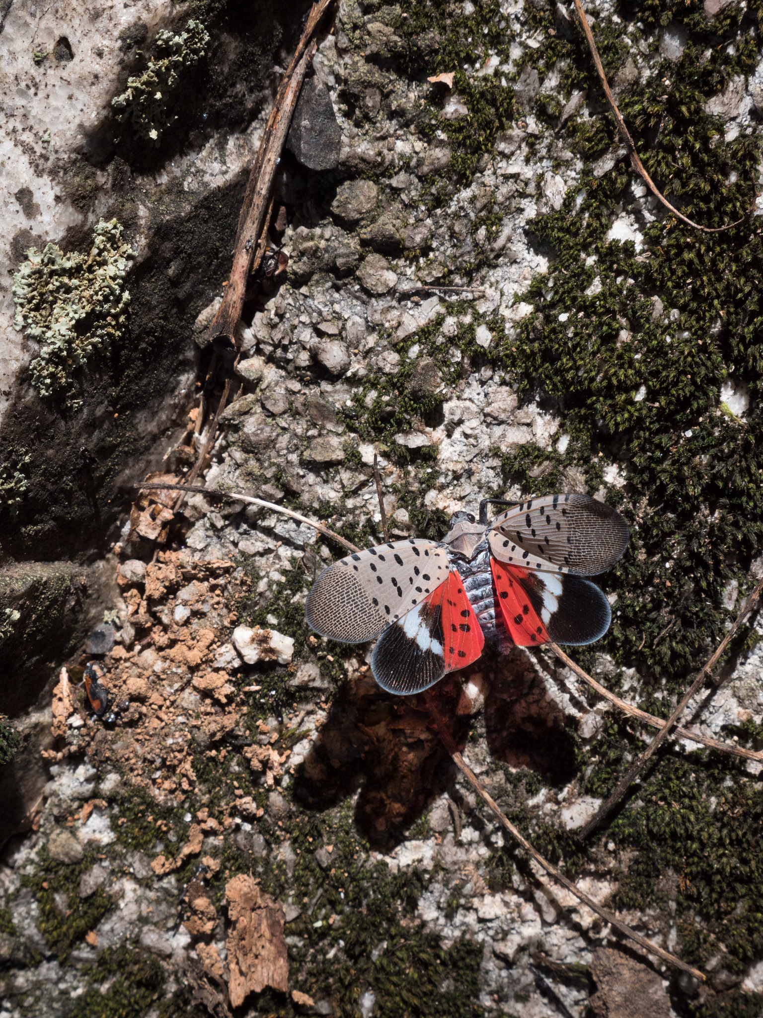 A long truck is parked alongside many pallets of packaged wood. A healthy Maine forest is in the background.