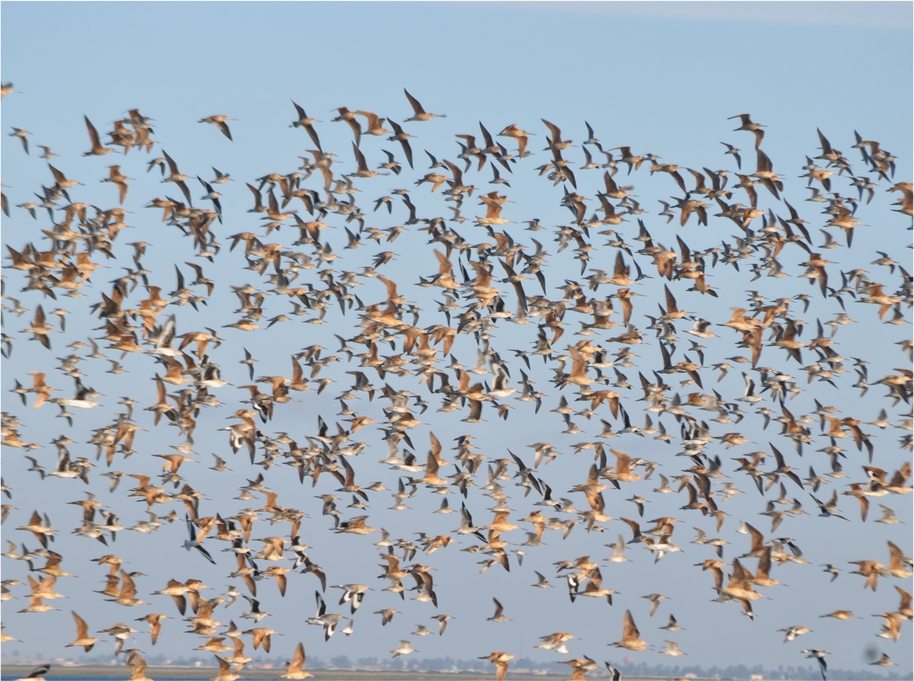 A long truck is parked alongside many pallets of packaged wood. A healthy Maine forest is in the background.