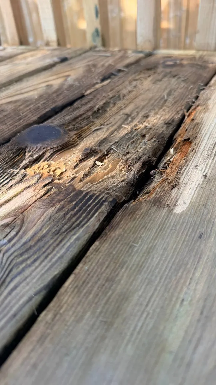 Cedar Deck Restoration in Toronto: Rotted Boards Replaced, Deck and Privacy Screen Sanded and Stained in C2 Guard Ponderosa