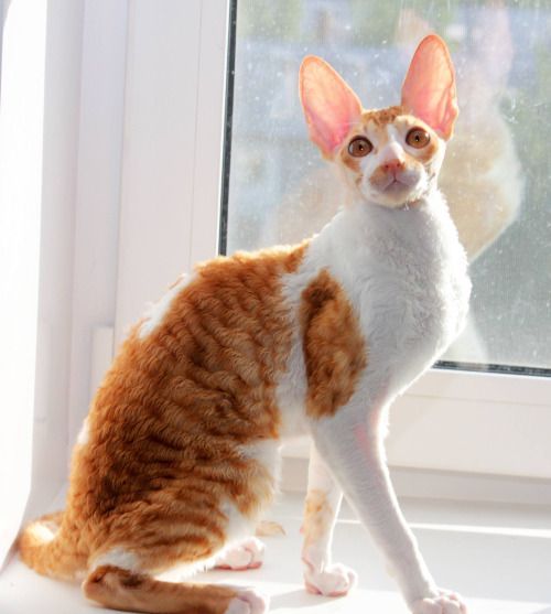 hairless rex cat for sale