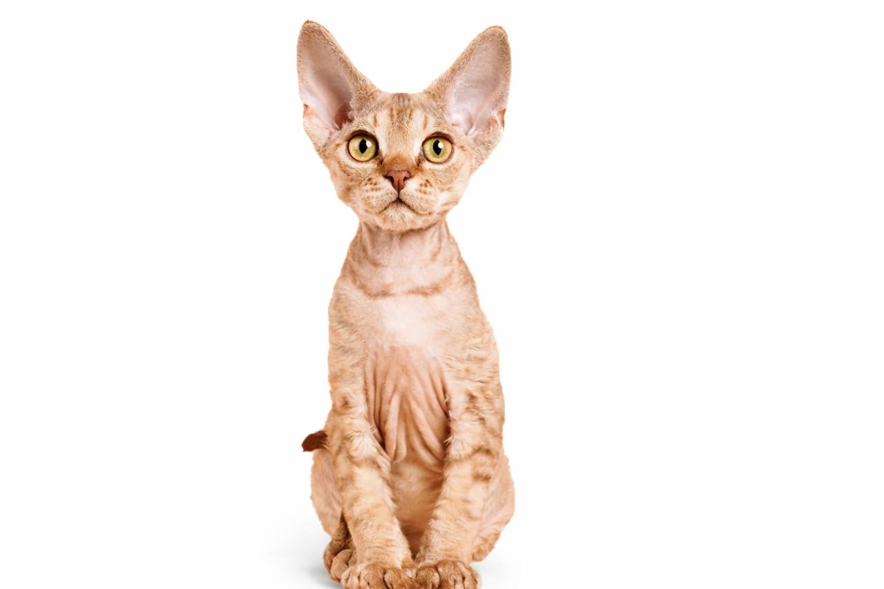 White Devon Rex on a blue background