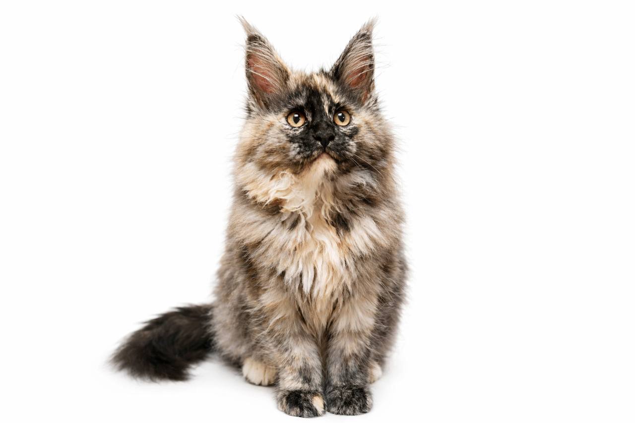 Little Maine Coon on a yellow background