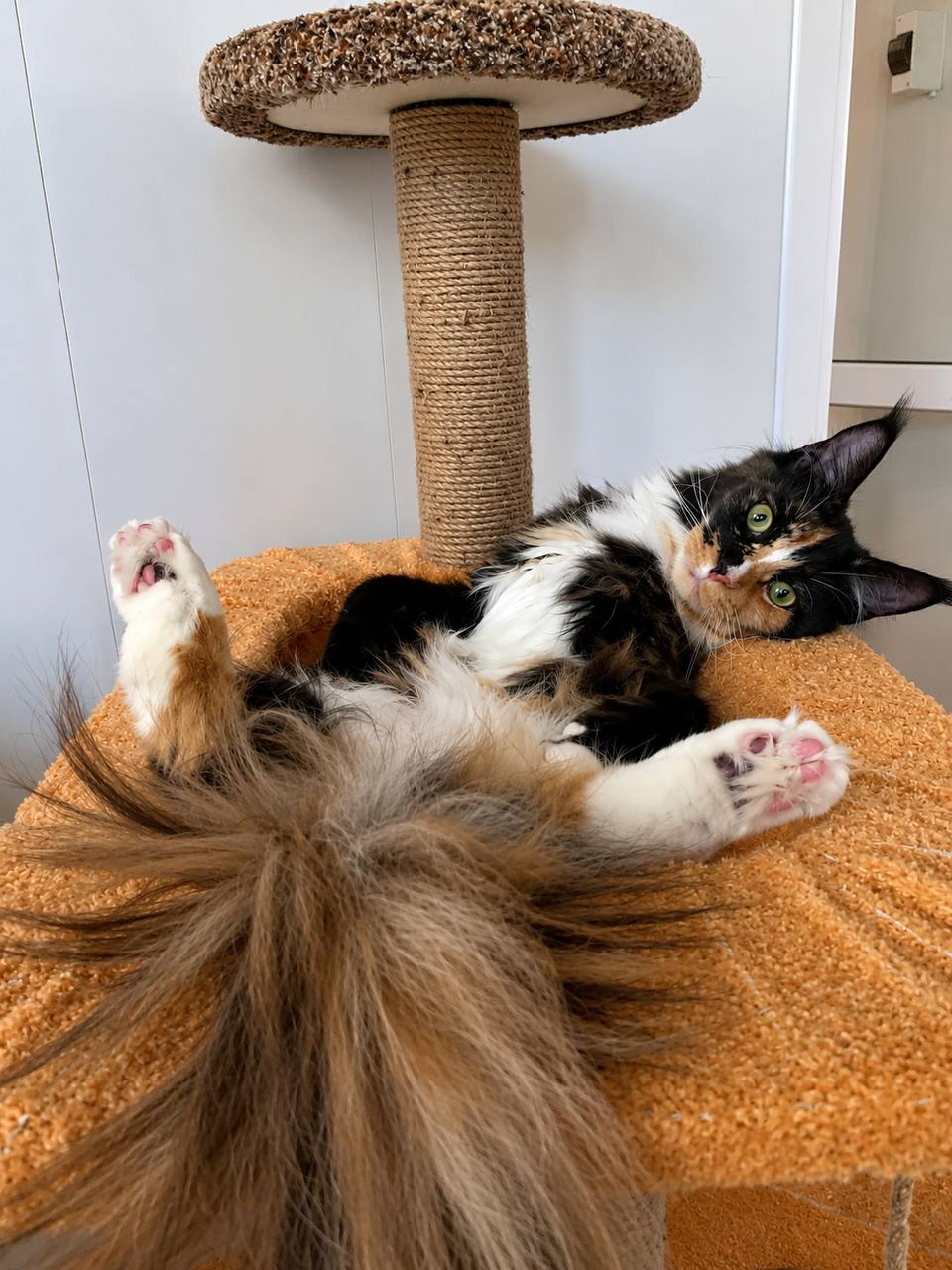 Little Maine Coon on a yellow background