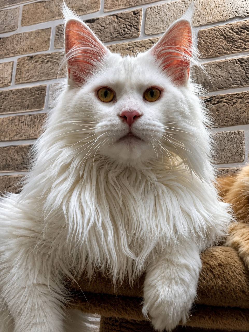little Maine Coon on a blue background stretches out his paw