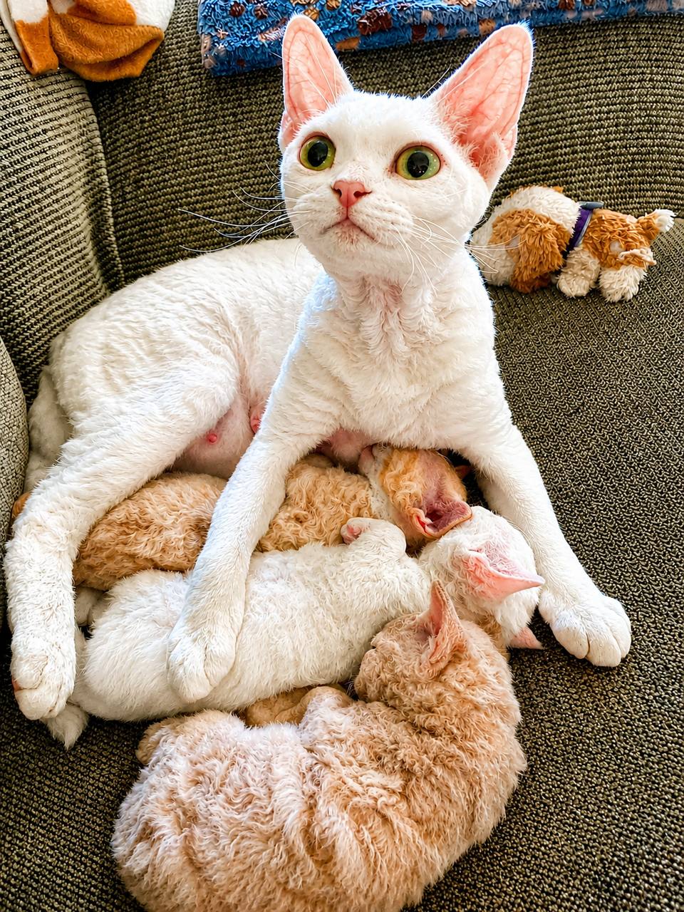 White Devon Rex on a blue background