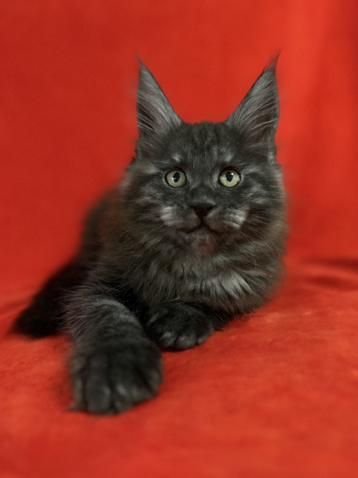 Card with a photo of a kitten for sale