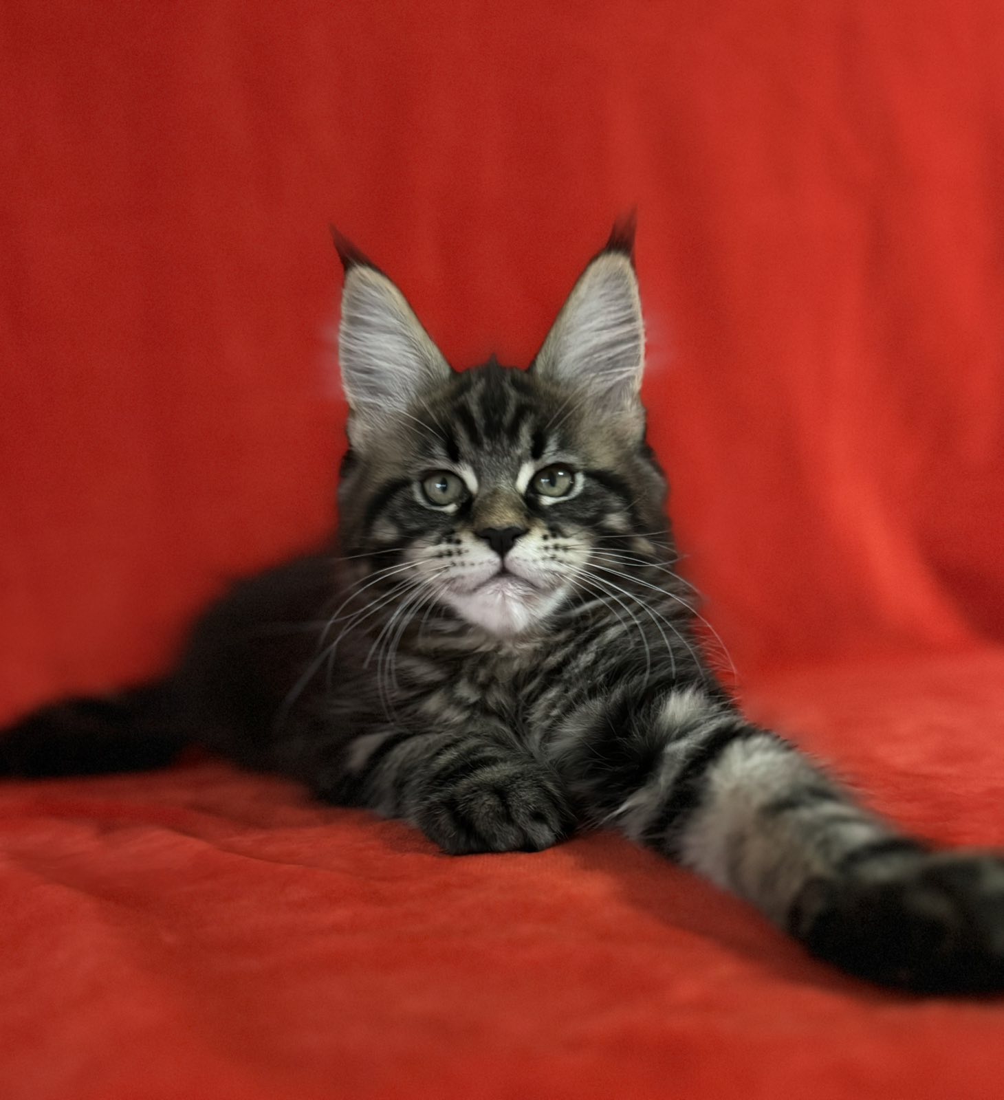 Card with a photo of a kitten for sale