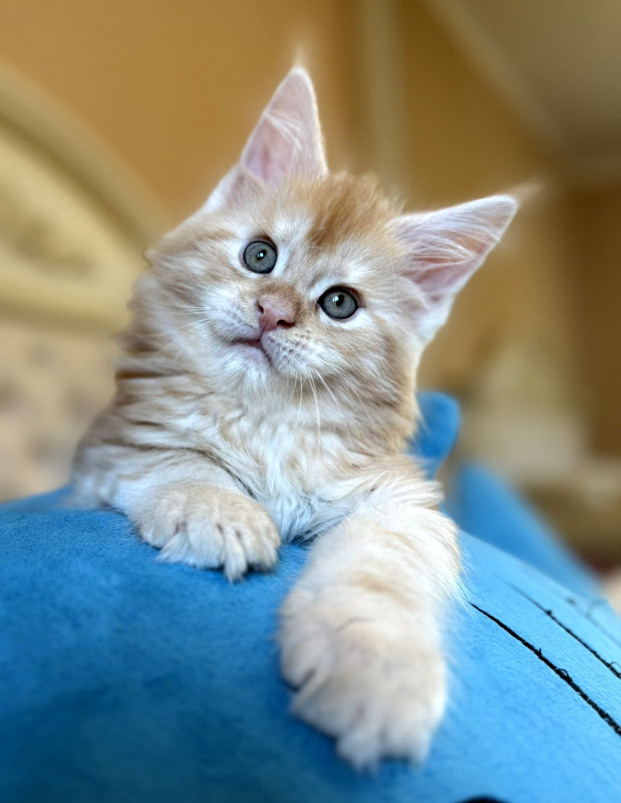 Card with a photo of a kitten for sale