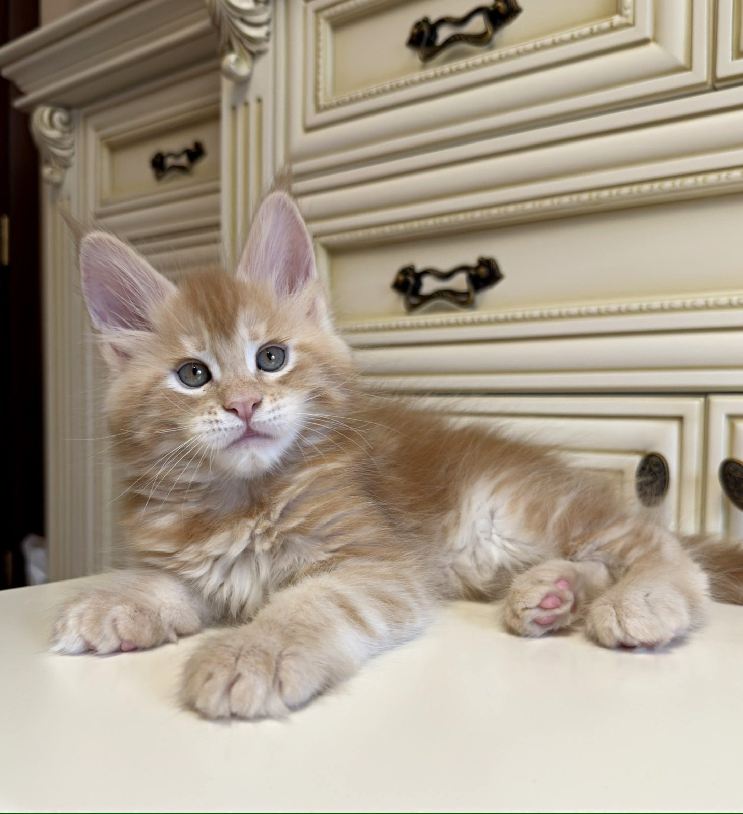 Card with a photo of a kitten for sale