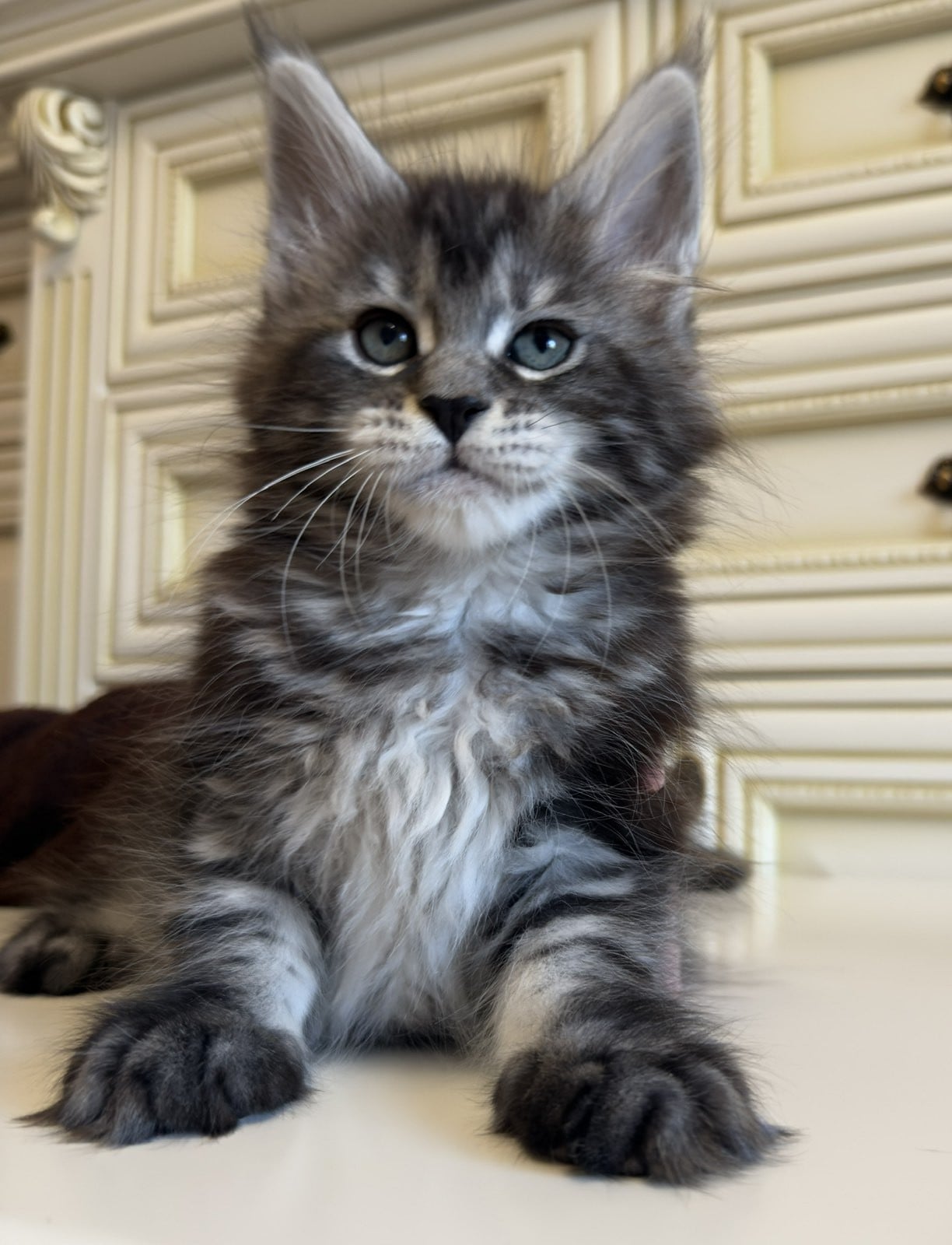 Kitten for sale card