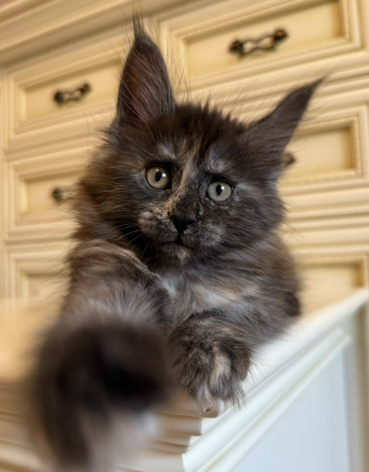 Kitten for sale card