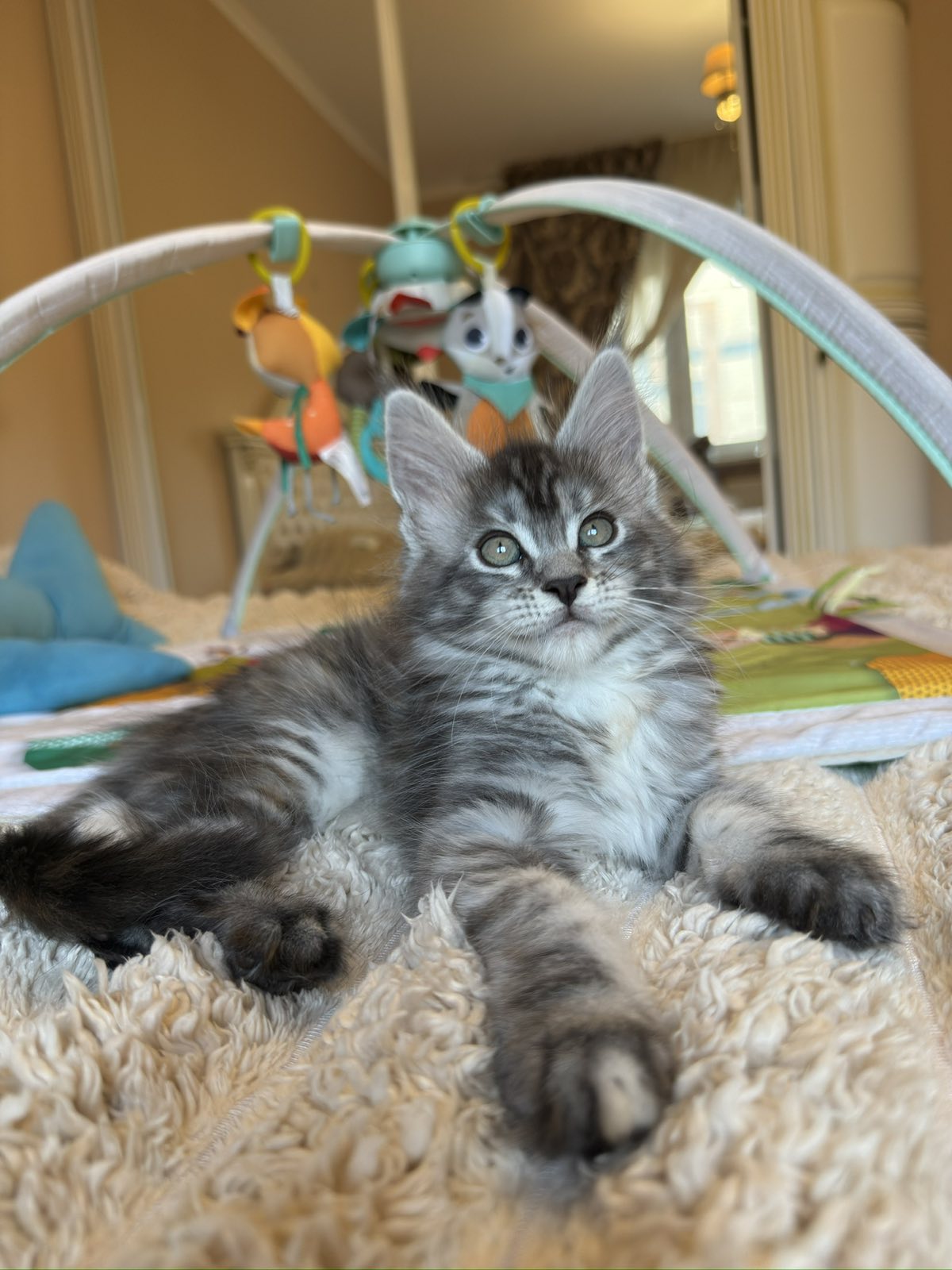 Kitten for sale card