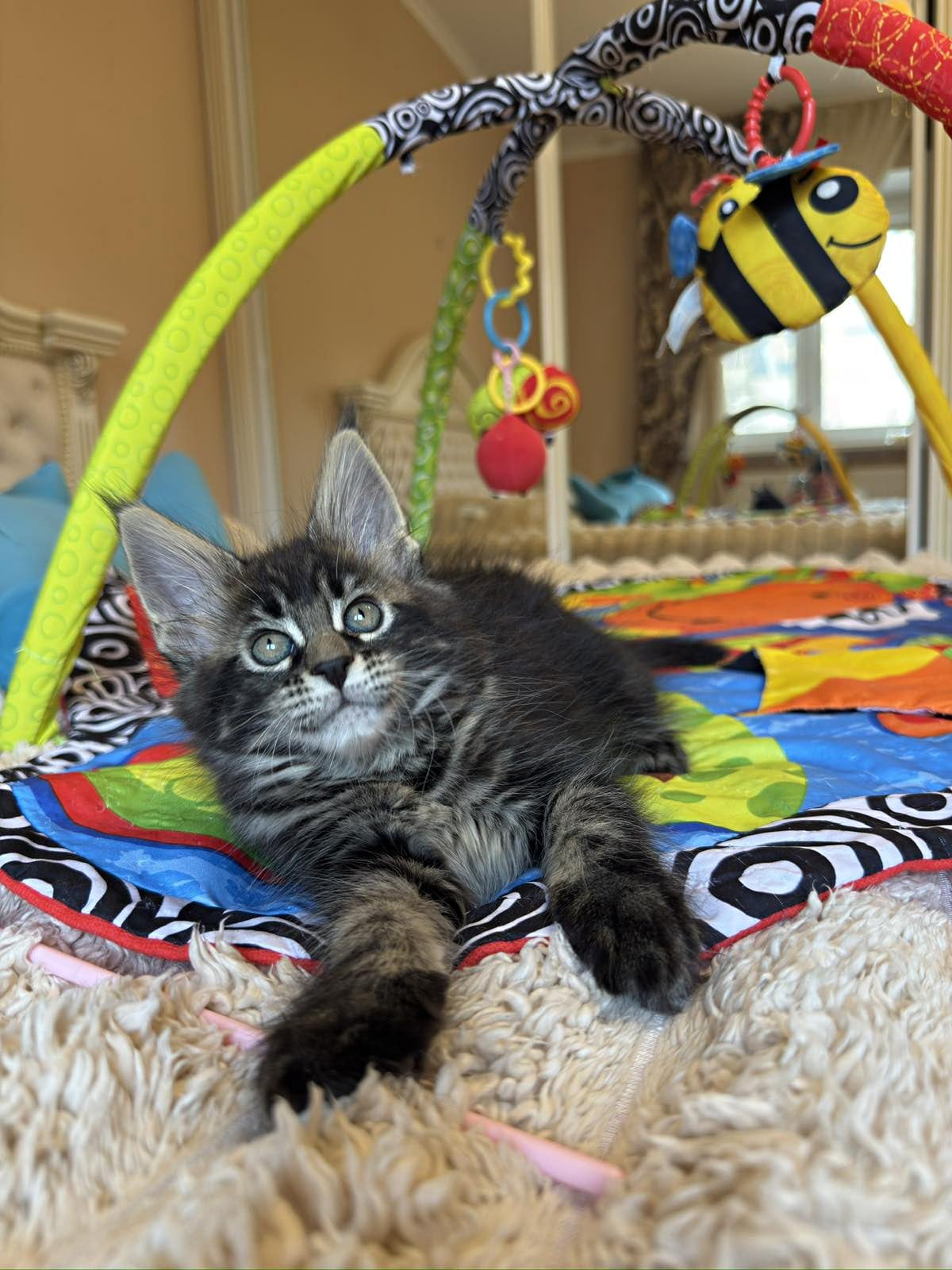 Card with a photo of a kitten for sale