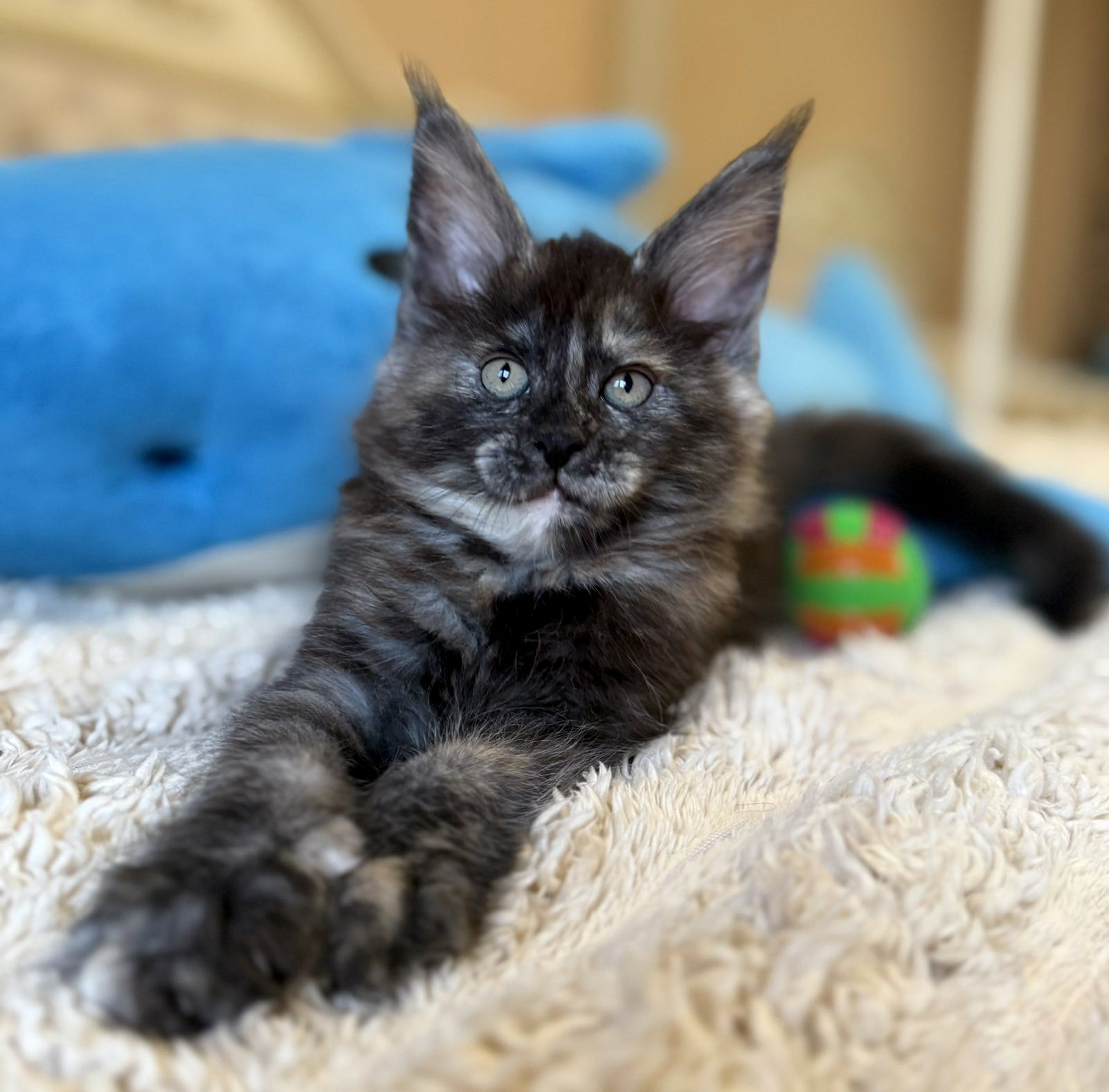 Card with a photo of a kitten for sale