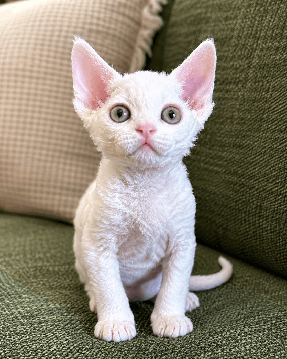 Kitten for sale card