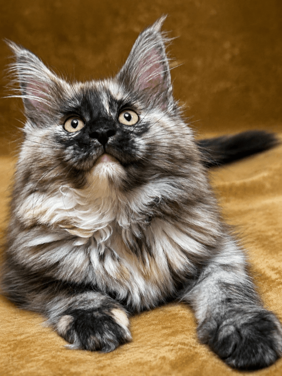 Kitten for sale card