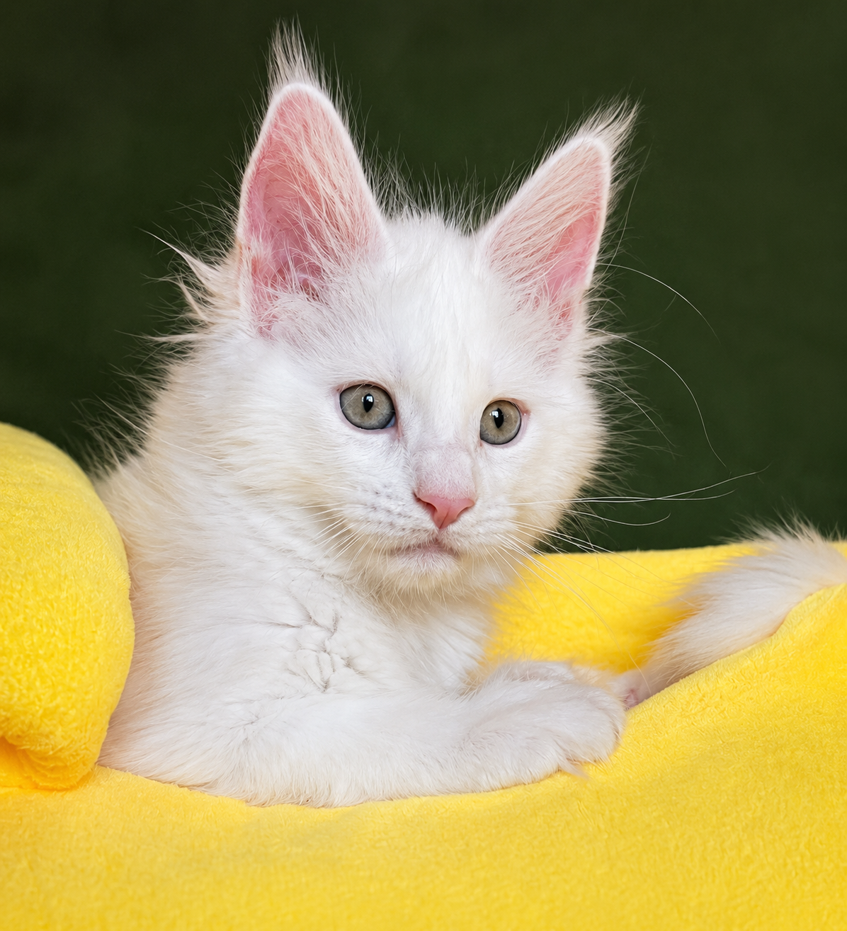 Main photo of a kitten for sale