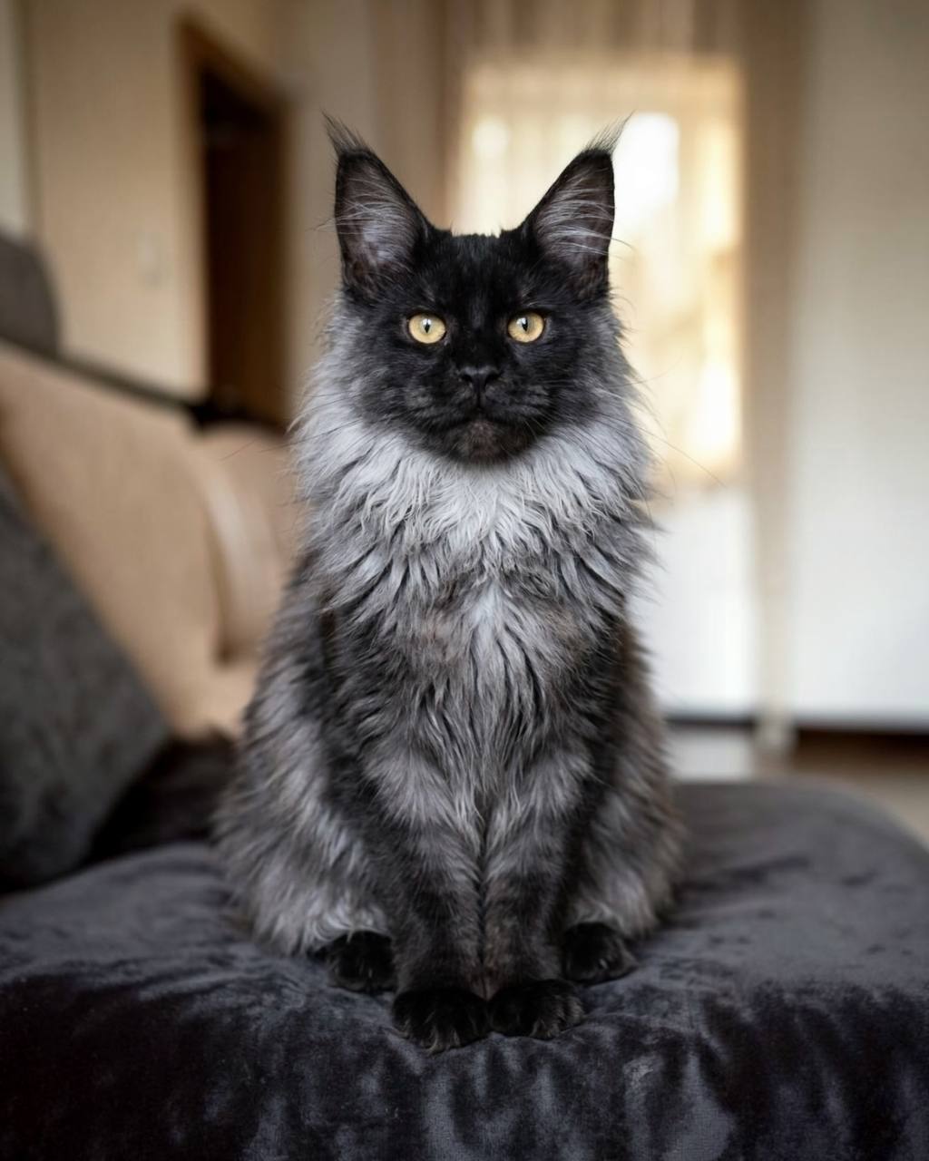 Main photo of a kitten for sale