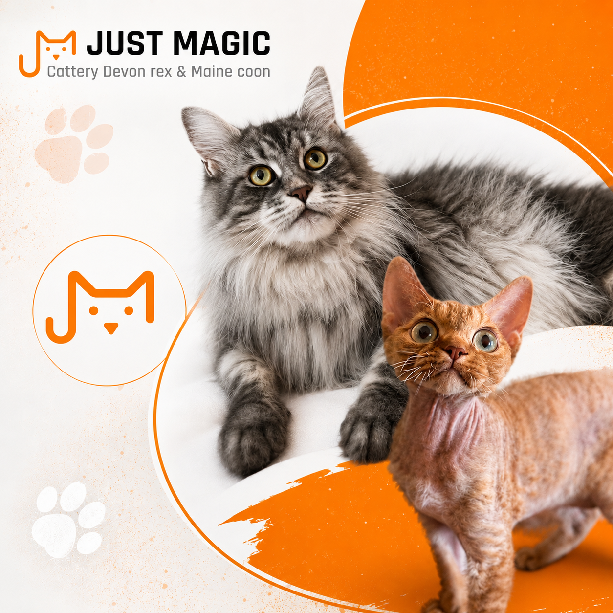 How to choose a responsible Maine Coon or Devon Rex cattery