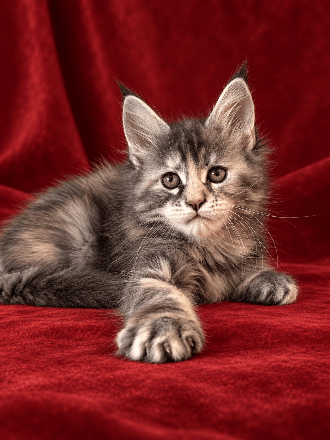 Kitten for sale card